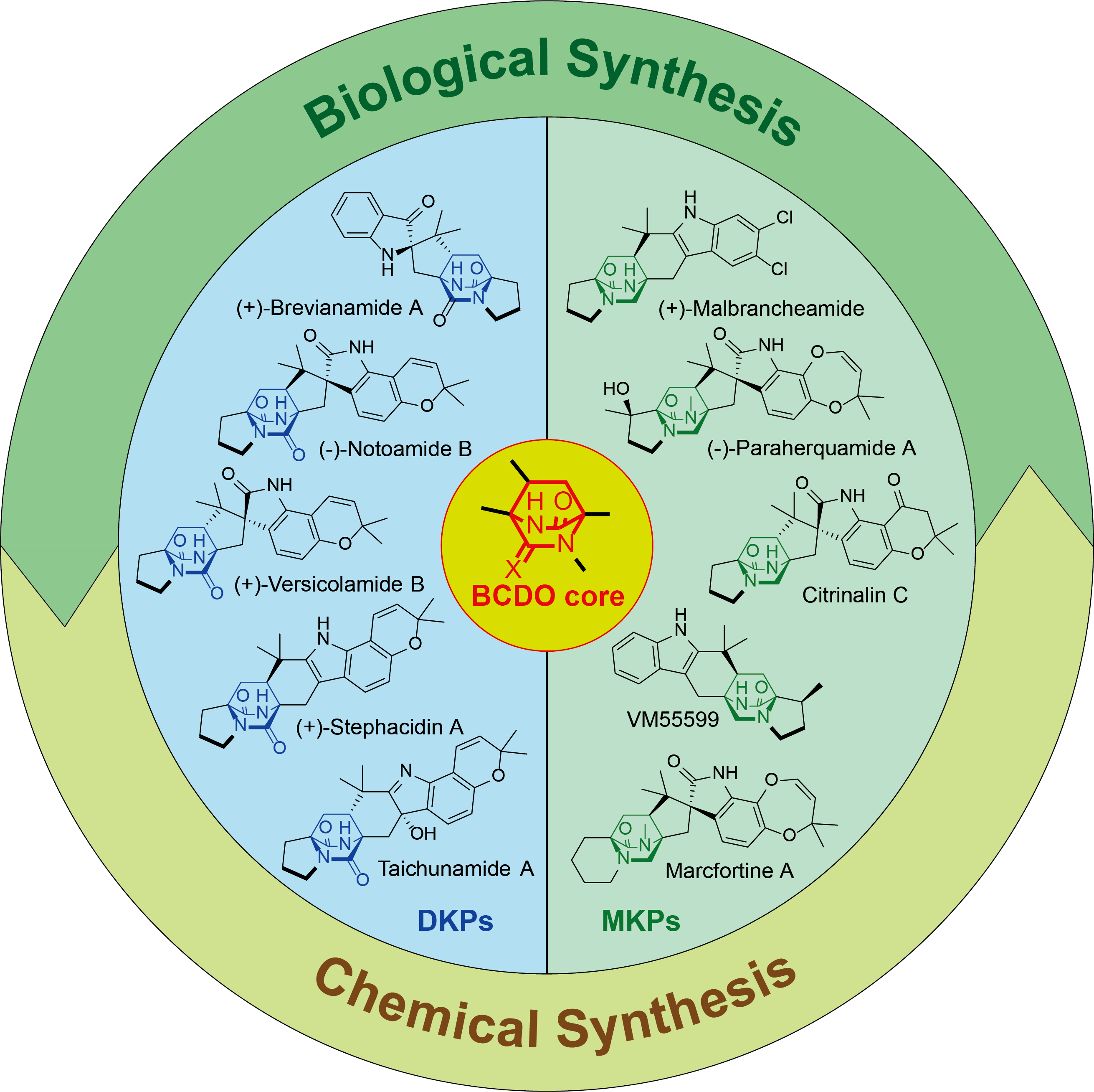生物合成与化学交叉驱动的新领域 天然产物与药物化学的融合