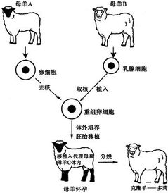克隆技术的发展与挑战 从植物到动物的复杂之旅